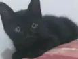 Panterinha