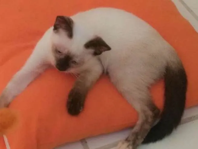 Gato ra a SRD idade 2 a 6 meses nome Família de lindezas