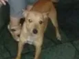 Rabitto