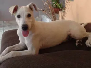 Cachorro raça Mistura de Poodle com Vira lat idade 2 a 6 meses nome Luna