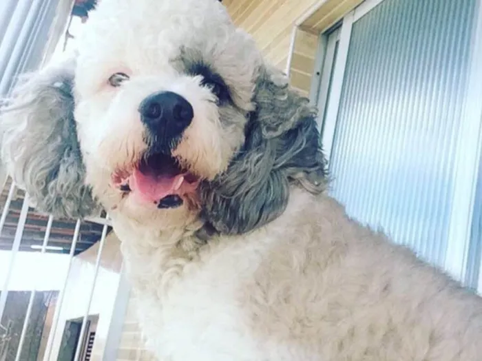 Cachorro ra a Poodle com maltês idade 5 anos nome Scoot