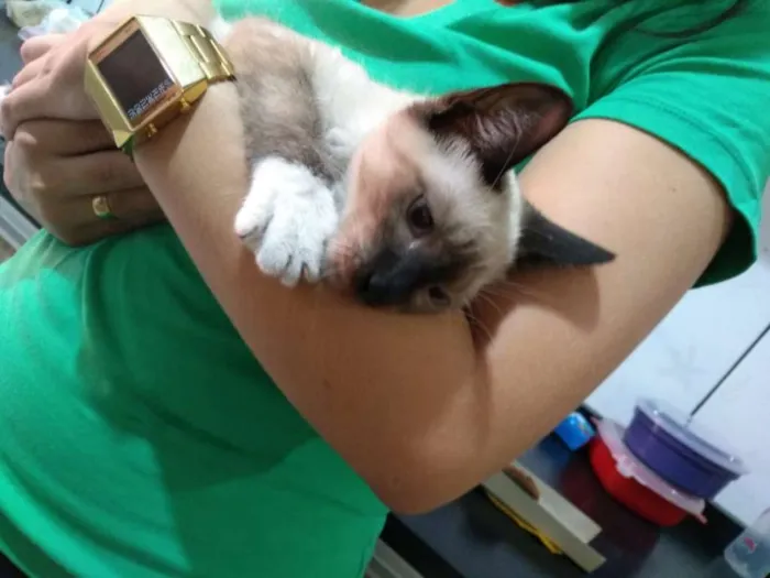 Gato ra a Siames idade 2 a 6 meses nome Téu