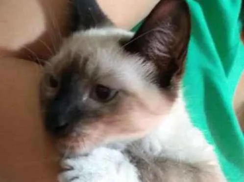 Gato ra a Siamês idade 2 a 6 meses nome Teu