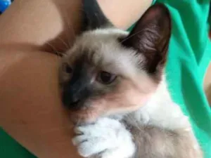 Gato raça Siames idade 2 a 6 meses nome Téu