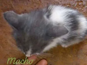 Gato raça Srd idade Abaixo de 2 meses nome Bebês