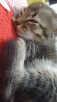 gato