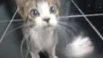 gato