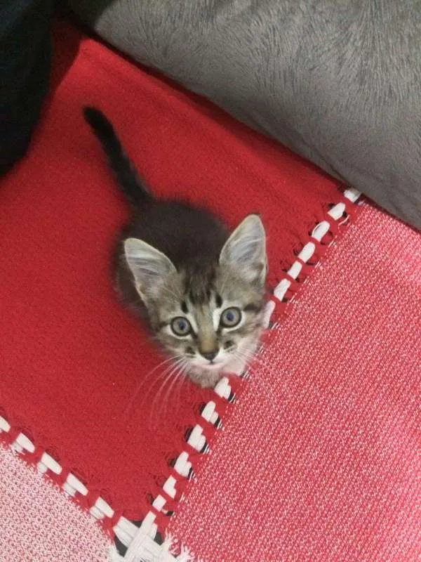 Gato ra a srd idade 2 a 6 meses nome gato