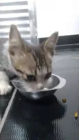 gato
