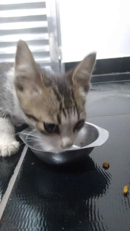 Gato ra a srd idade 2 a 6 meses nome gato