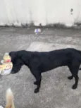 Cachorro ra a SRD idade 3 anos nome Negão