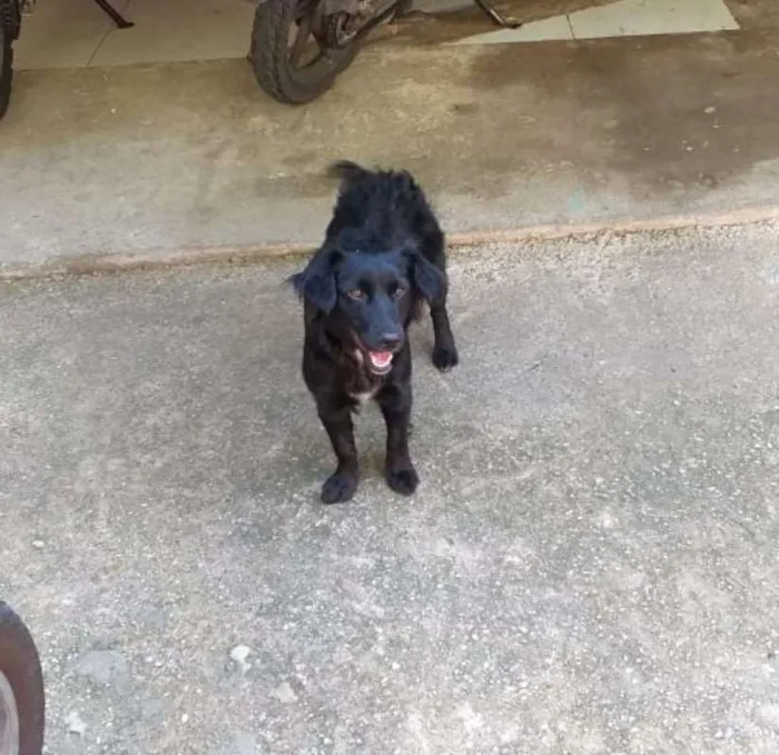 Cachorro ra a sem raça idade 7 a 11 meses nome sem nome