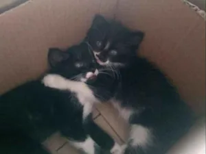 Gato raça Gato de rua idade Abaixo de 2 meses nome Lothar e Anduin