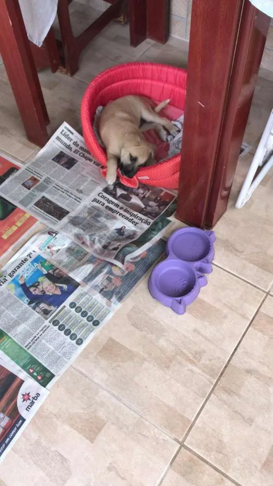 Cachorro ra a Indefinida idade Abaixo de 2 meses nome Sofia