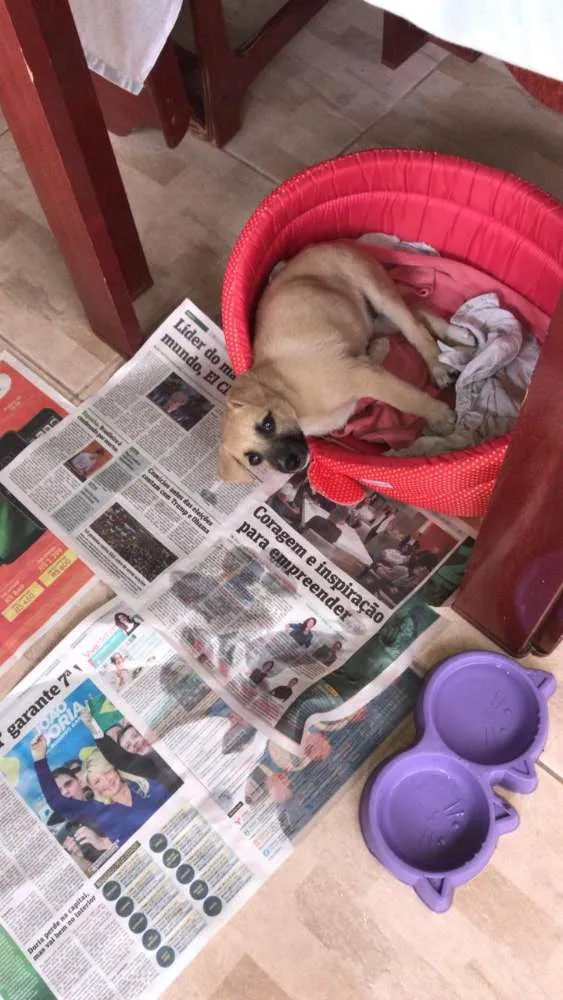 Cachorro ra a Indefinida idade Abaixo de 2 meses nome Sofia