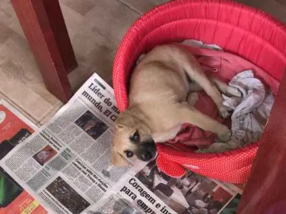 Cachorro ra a Indefinida idade Abaixo de 2 meses nome Sofia