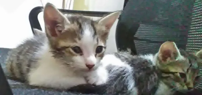 Gato ra a Sem raça  definida idade 2 a 6 meses nome Não tem