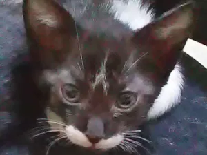 Gato raça Sem raça  definida idade 2 a 6 meses nome Não tem