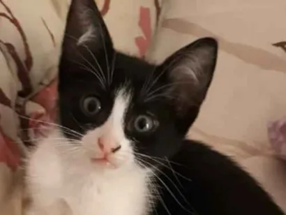 Gato raça não sei  idade 2 a 6 meses nome não sei 