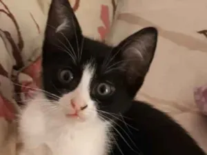 Gato raça não sei  idade 2 a 6 meses nome não sei 