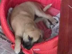Cachorro raça Indefinida idade Abaixo de 2 meses nome Sofia