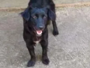 Cachorro raça sem raça idade 7 a 11 meses nome sem nome