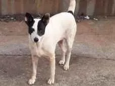 Cachorro raça SRD idade 3 anos nome Branquinha