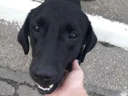 Cachorro raça SRD idade 3 anos nome Negão