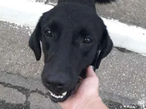 Cachorro raça SRD idade 3 anos nome Negão