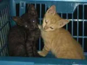 Gato raça  idade 2 a 6 meses nome Sem nome