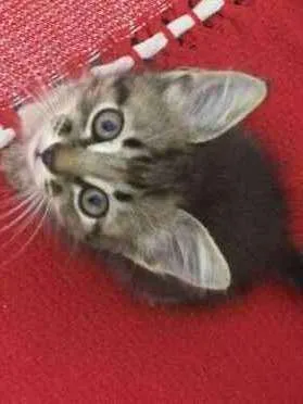 Gato raça srd idade 2 a 6 meses nome gato