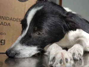 Cachorro raça Vira lata idade 7 a 11 meses nome Sem nome