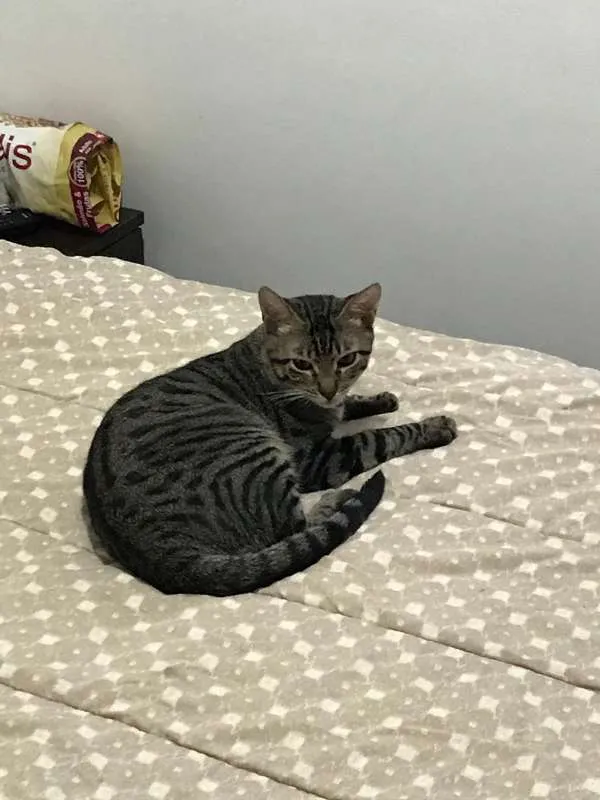 Gato ra a SRD idade 7 a 11 meses nome Tigrado