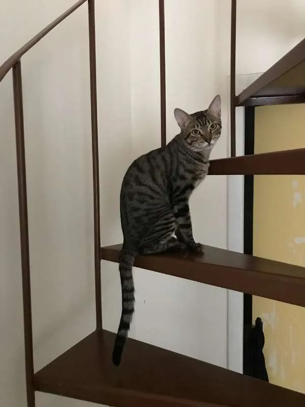 Gato ra a SRD idade 7 a 11 meses nome Tigrado