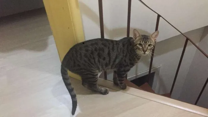 Gato ra a SRD idade 7 a 11 meses nome Tigrado
