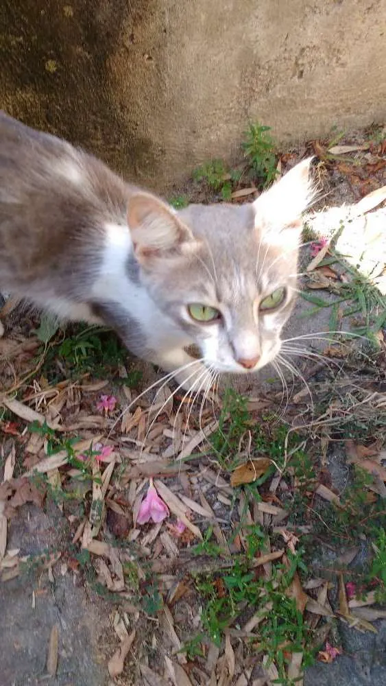 Gato ra a SRD idade 7 a 11 meses nome Sem nome