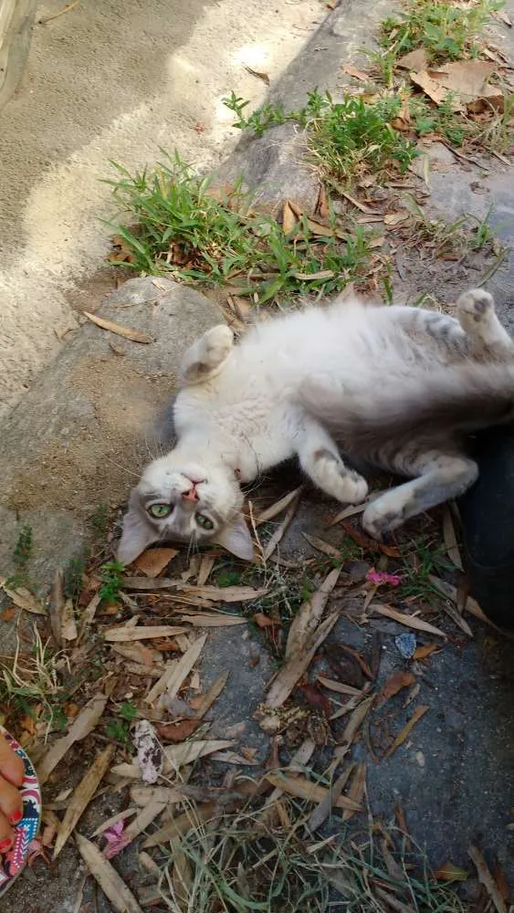 Gato ra a SRD idade 7 a 11 meses nome Sem nome