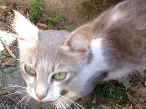 Gato ra a SRD idade 7 a 11 meses nome Sem nome