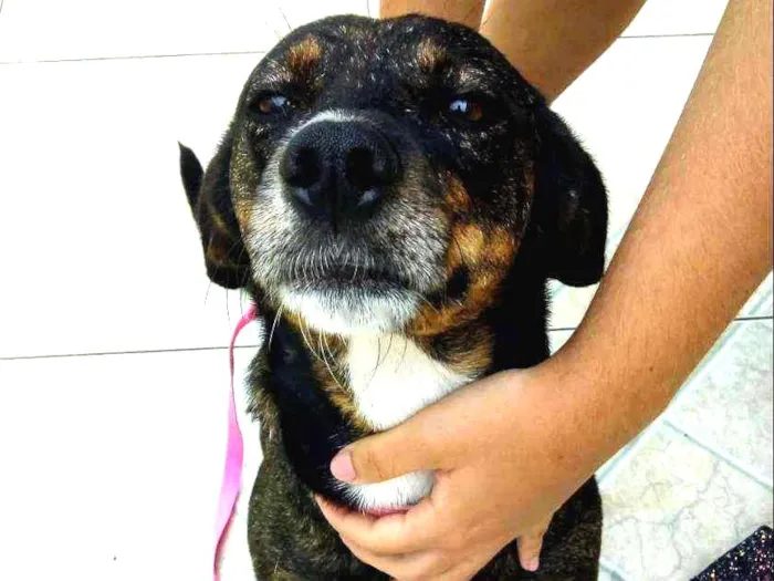 Cachorro ra a Srd idade 1 ano nome Mel