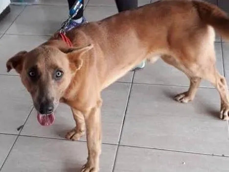 Cachorro ra a Não sei idade  nome Não sei