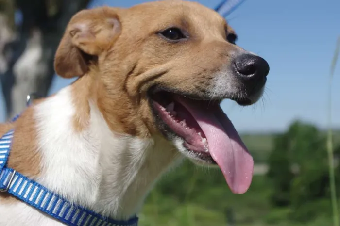 Cachorro ra a SRD idade 7 a 11 meses nome Nick