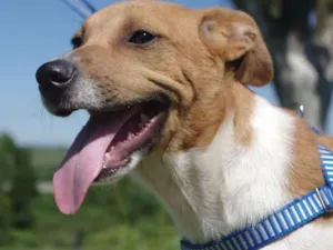 Cachorro raça SRD idade 7 a 11 meses nome Nick