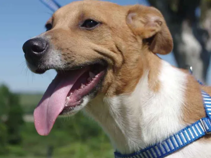 Cachorro ra a SRD idade 7 a 11 meses nome Nick