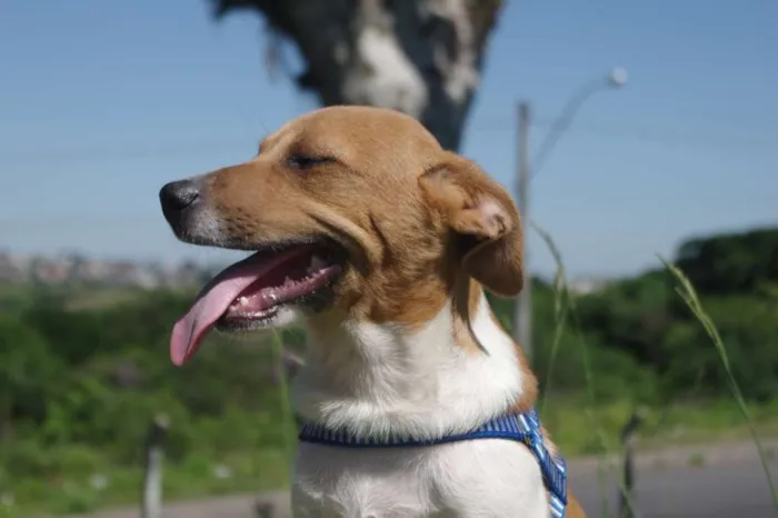 Cachorro ra a SRD idade 7 a 11 meses nome Nick