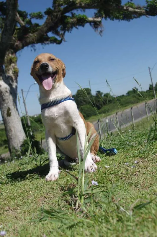 Cachorro ra a SRD idade 7 a 11 meses nome Nick