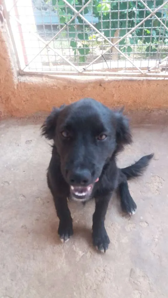 Cachorro ra a Vira-lata idade 2 a 6 meses nome Sem nome