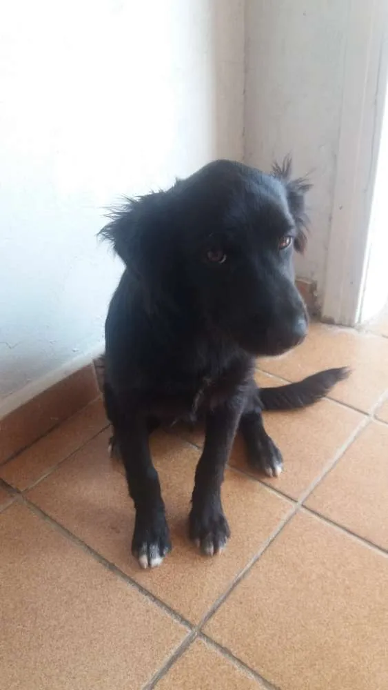 Cachorro ra a Vira-lata idade 2 a 6 meses nome Sem nome