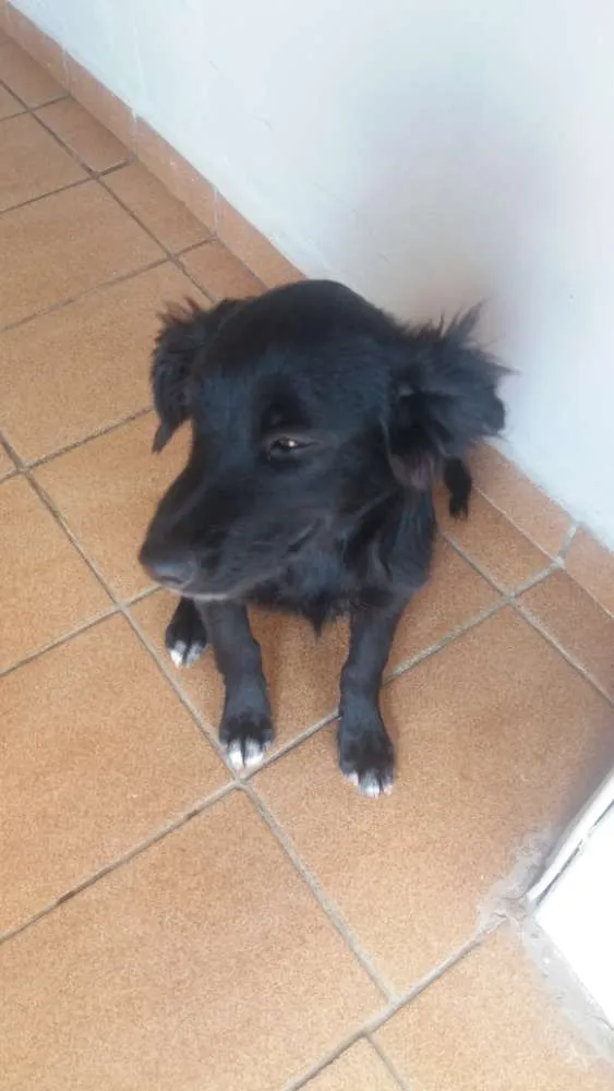 Cachorro ra a Vira-lata idade 2 a 6 meses nome Sem nome