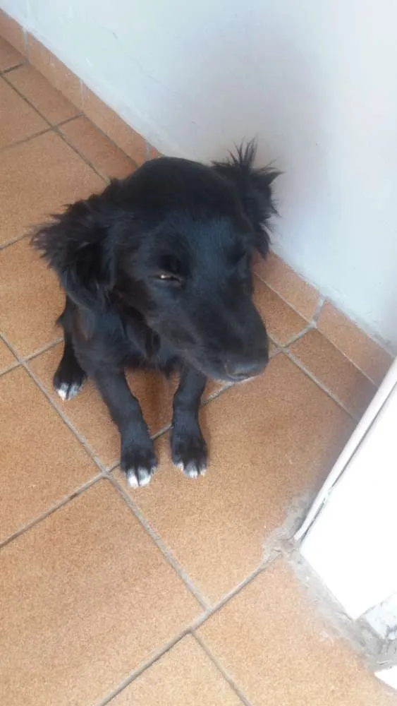 Cachorro ra a Vira-lata idade 2 a 6 meses nome Sem nome