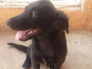 Cachorro raça Vira-lata idade 2 a 6 meses nome Sem nome